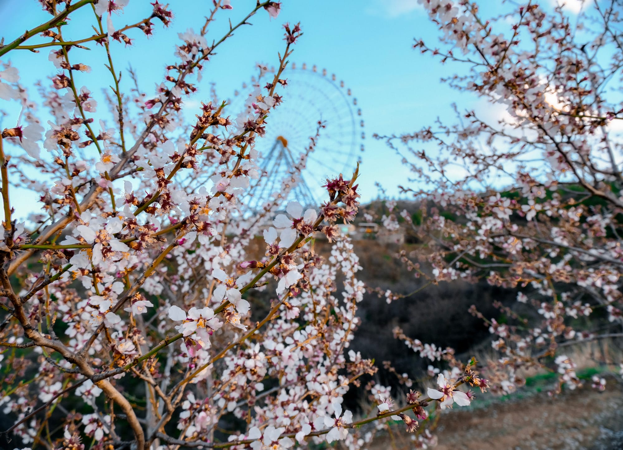 Resiliō 2-3-1: On biotech breakthrough for bees, if reef had a voice, farm waste to abundance