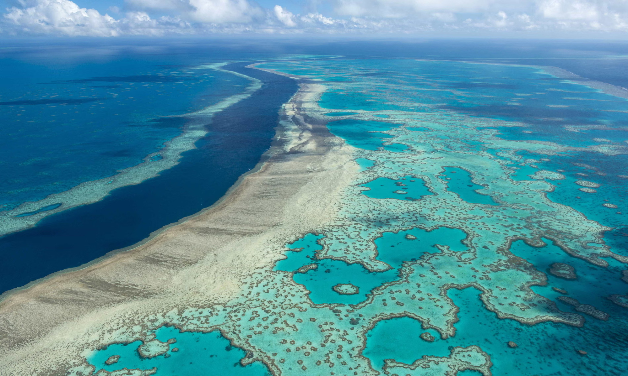 Resiliō 2-3-1: On biotech breakthrough for bees, if reef had a voice, farm waste to abundance