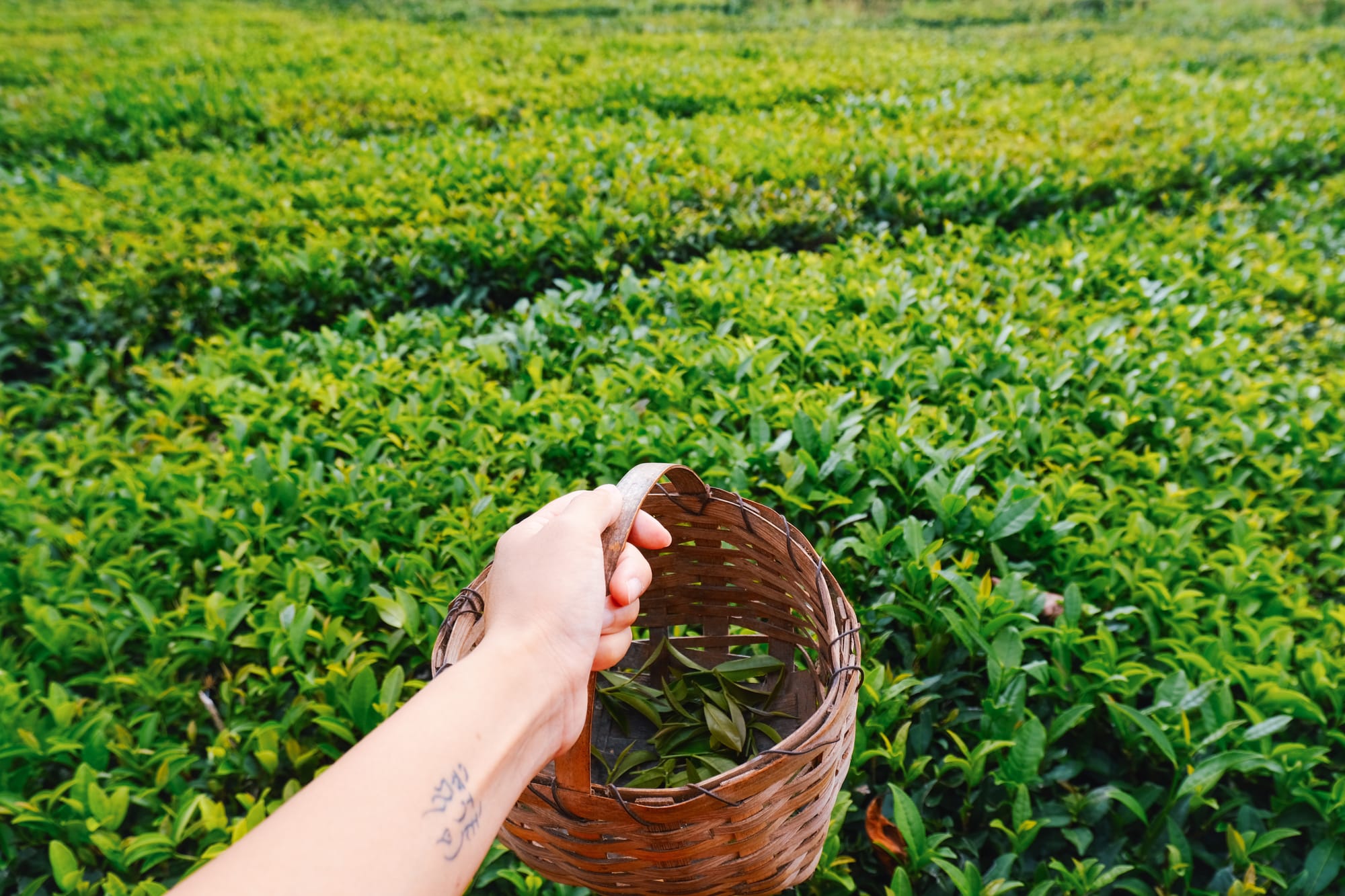 Resiliō 2-3-1: On Time100 AI for Planet, nature finance innovations, aloe vera batteries